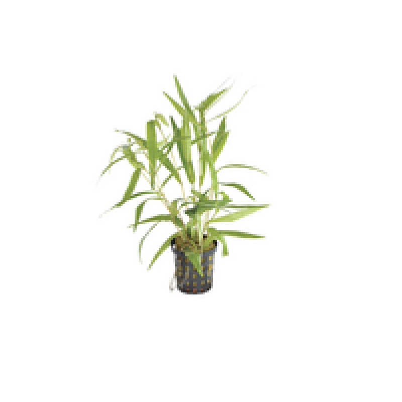 6x Polygonum sp. Sao Paulo